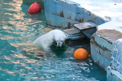 High angle view of animal swimming in lake