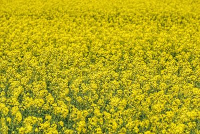 Full frame shot of fresh yellow flower field