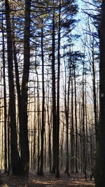 Bare trees in forest