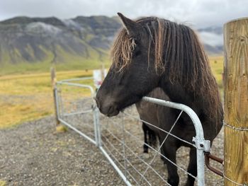 Horse standing on field