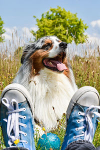 Close-up of dog sitting on field