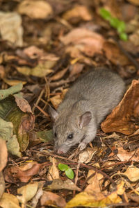 Close-up of animal on field