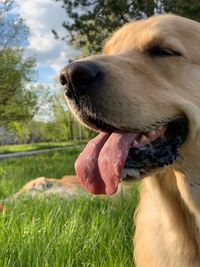 Close-up of a dog on field