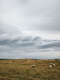 View of sheep grazing in field