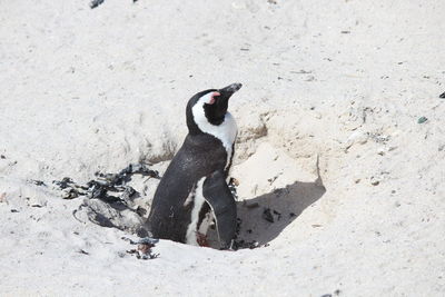 Close-up of penguin on sand at beach