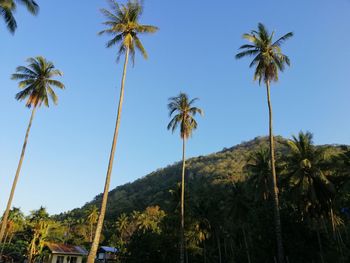 Low angle view of coconut palm trees against sky