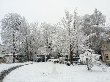 Snow covered trees against clear sky