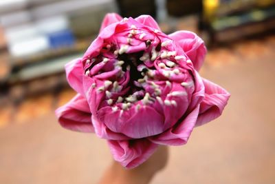 Close-up of pink rose