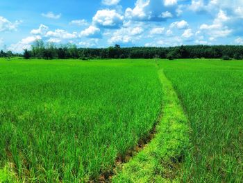 Scenic view of agricultural field against sky