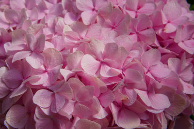 Full frame shot of flowers