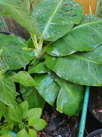 Close-up of wet plant