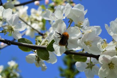 Close-up of bee pollinating on white flower