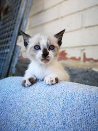 Close-up portrait of cat
