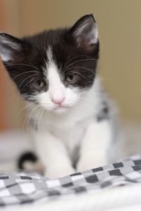 Close-up portrait of a cat