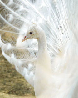 Close-up of a bird