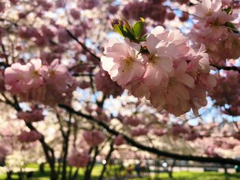 Close-up of pink cherry blossoms in spring