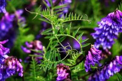 Close-up of purple flowers