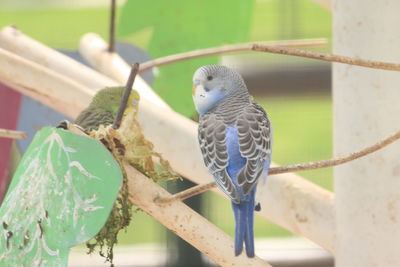 Close-up of bird perching on branch