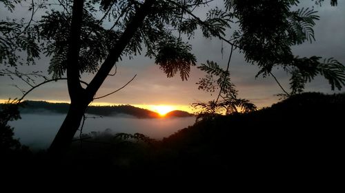 Silhouette of trees at sunset