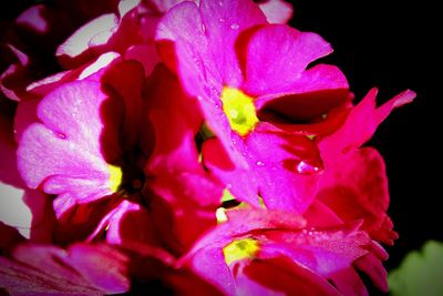 Close-up of pink flowers