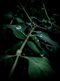 Close-up of raindrops on leaves