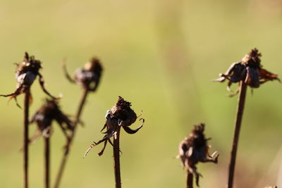 Close-up of wilted flower on plant