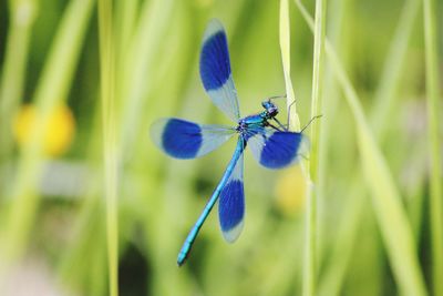 Close-up of damselfly on plant