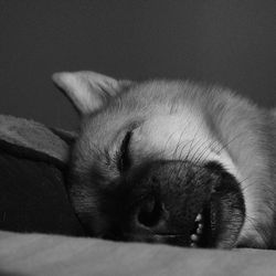 Close-up of cat sleeping