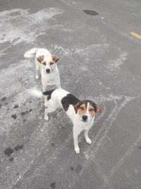 High angle view of dog on road