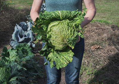 Gardener is holding a freshly harvested cabbage.