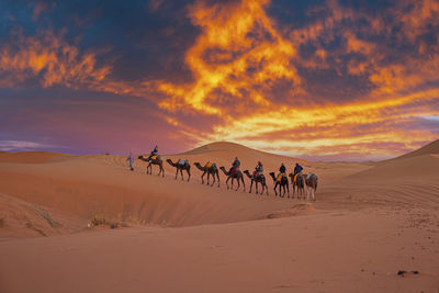 Bedouin leads caravan of camels with tourists through the sand in desert