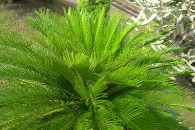 High angle view of palm tree leaves
