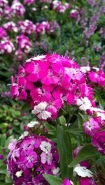 Close-up of pink flowers blooming outdoors