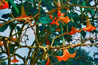 Low angle view of tree