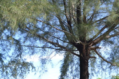 Low angle view of trees against sky