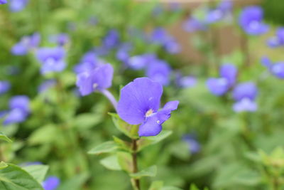 Close-up of purple flowering plants on field