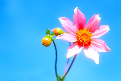 Low angle view of flowering plant against blue sky