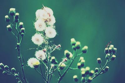 Close-up of flowers against blurred background