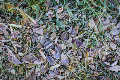 High angle view of dry leaves on field