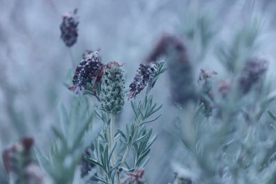 Close-up of purple flowering plant during winter