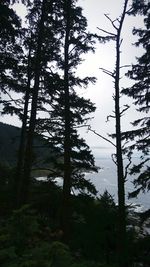 Low angle view of trees in forest