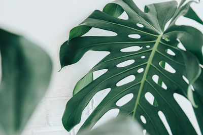 Close-up of green leaves on white plant