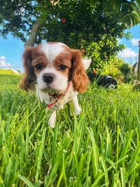 Dog in a field