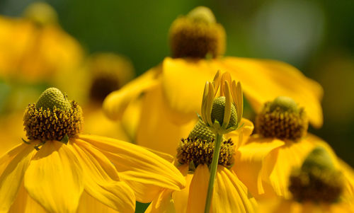 Close-up of yellow flowering plant