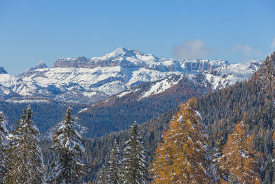 Larch and fir forest and in the background the sella massif, dolomites, italy
