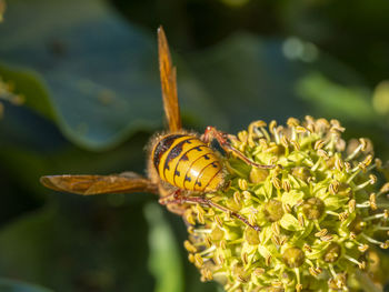 Close-up of snail on plant