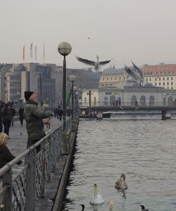 View of birds in city at waterfront