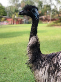 Close-up of a bird