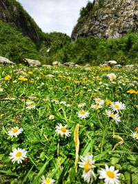 Close-up of flowering plants on land
