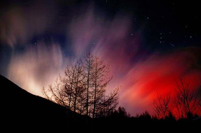 Low angle view of silhouette trees against sky at night